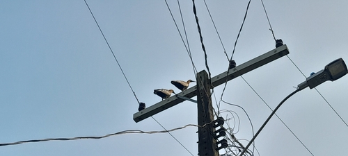 Buff-necked Ibis