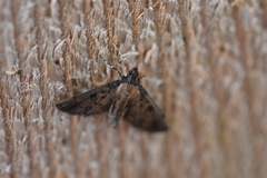 Nacoleia charesalis