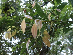 Cinnamomum osmophloeum