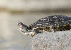Trachemys scripta elegans