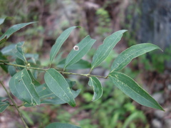 Cinnamomum osmophloeum