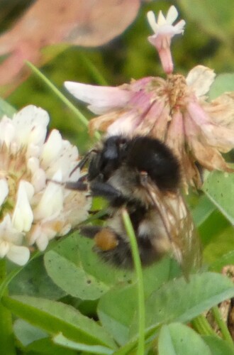 Common Carder Bumble Bee