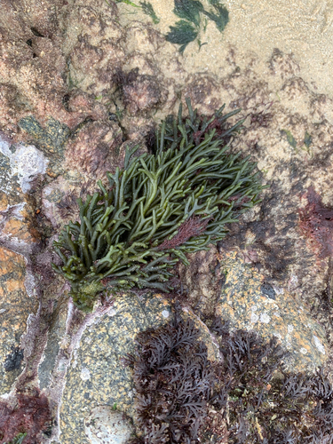 Codium tomentosum observed 2026-09-28