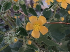 Allowissadula holosericea