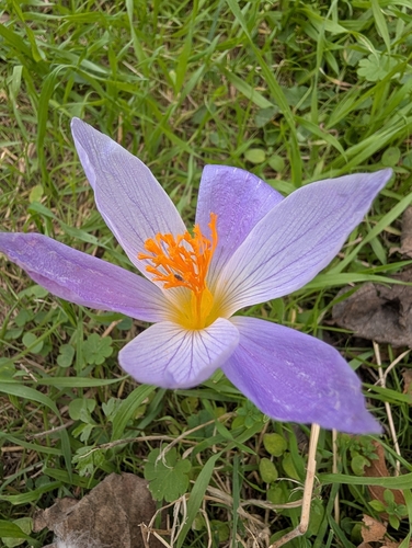 Bieberstein's Crocus