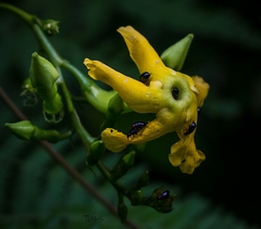 Mandevilla subsagittata