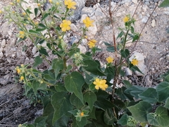 Allowissadula holosericea