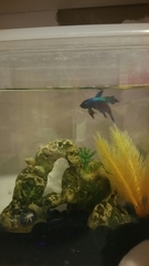Betta