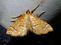 Musotima ochropteralis