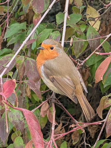 European Robin