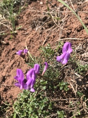 Astragalus angarensis