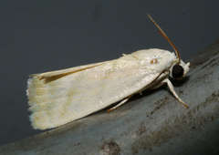 Earias paralella