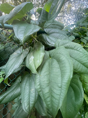 Dioscorea alata observed 2026-09-28