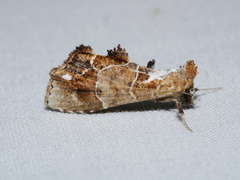 Arrade leucocosmalis