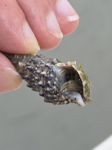 Horn Shell