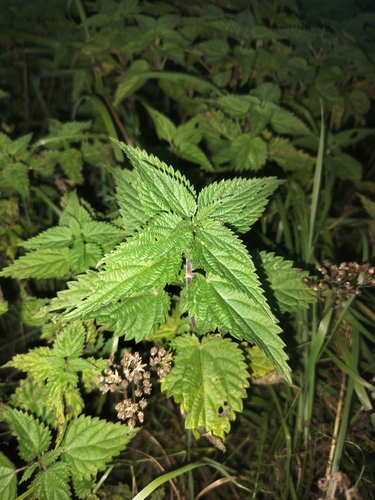 great stinging nettle