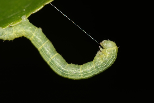 Fall Cankerworm Moth