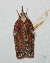 Peritornenta bacchata