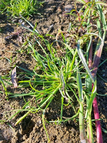 Brown Flatsedge
