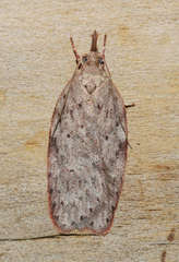 Enchocrates picrophylla