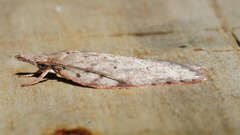 Enchocrates picrophylla