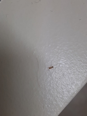 Monomorium pharaonis