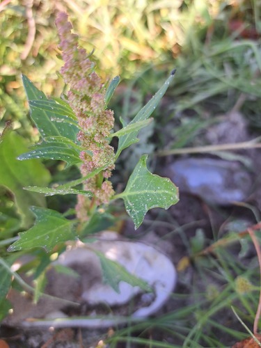 red pigweed