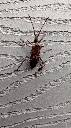 Western Conifer Seed Bug