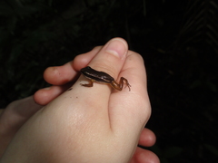 Silverstoneia flotator