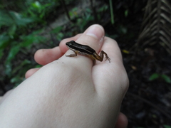 Silverstoneia flotator