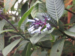 Palicourea lineata