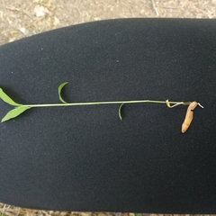 Microstegium vimineum