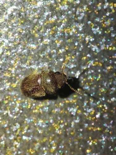 Lasioderma serricorne, 2026-09-28