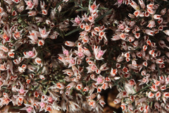 Polycarpaea spirostylis