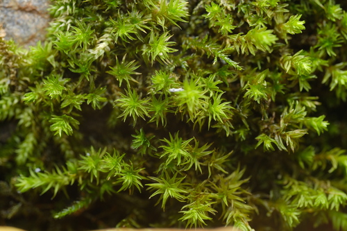Dichodontium pellucidum observed 2026-09-26