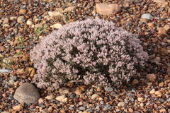 Polycarpaea spirostylis