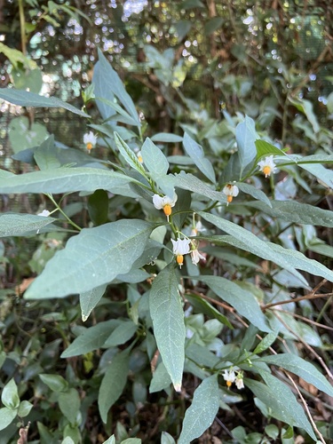 Jerusalem cherry