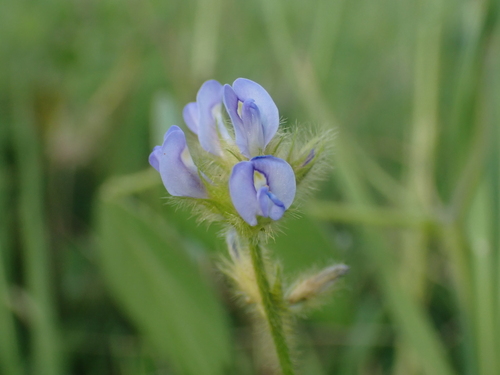 Calopogonium mucunoides observed 2026-09-27