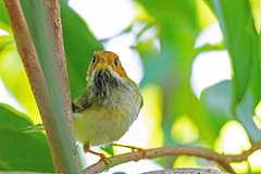 Abroscopus albogularis