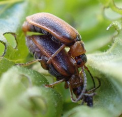 Galerucella calmariensis