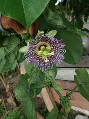 Passiflora ligularis