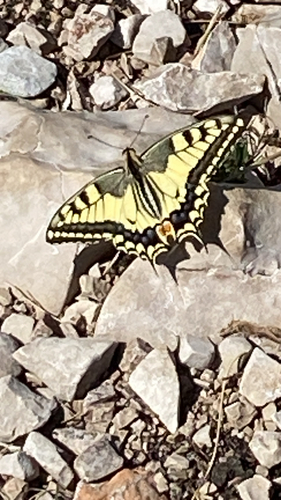 Old World Swallowtail