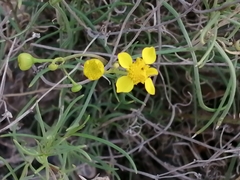 Haploesthes fruticosa