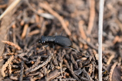 Dromochorus belfragei