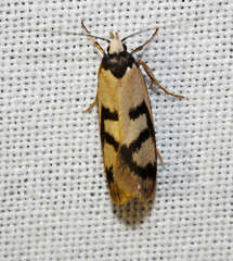 Eulechria sigmophora