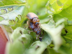 Galerucella calmariensis