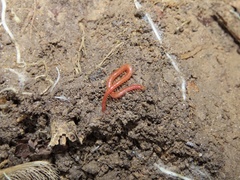 Strigamia bothriopus