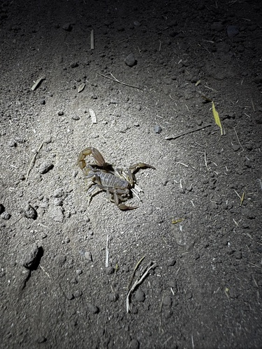 Paravaejovis puritanus