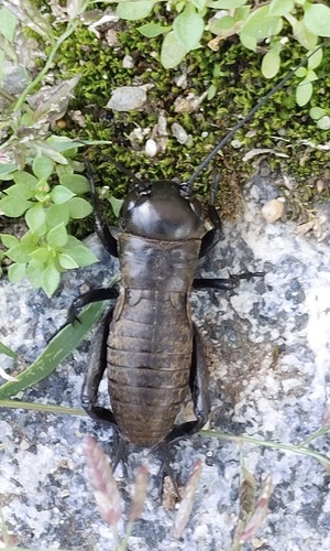 European Field Cricket