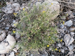 Haploesthes fruticosa